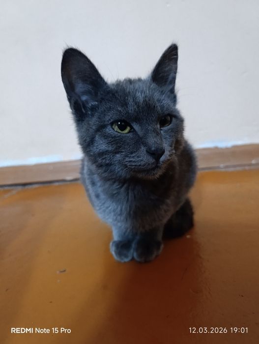 «Продается милый маленький котенок»