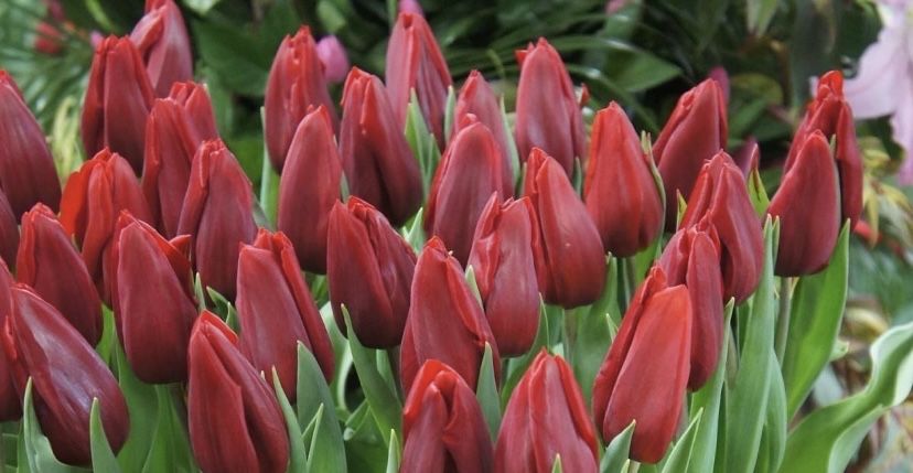 Продам тюльпаны…