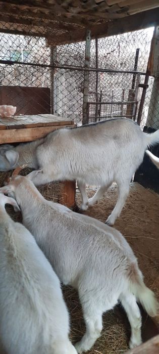 Зааненские козлята