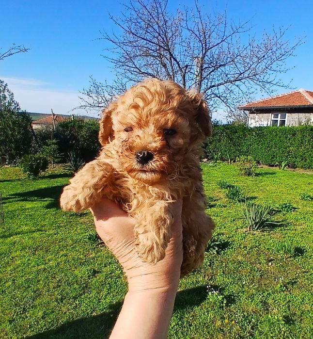 Той пудел момченца