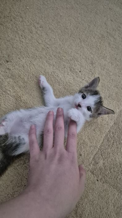 Домашний котик (м)
