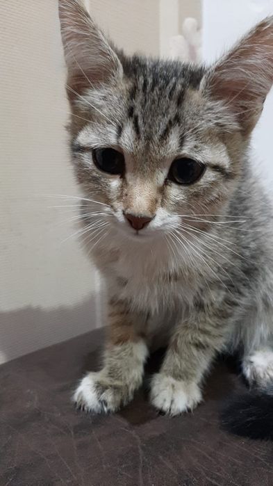Отдам котят 3мес