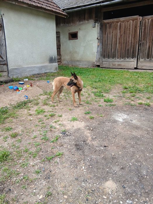 Donez catea malinois sterilizata
