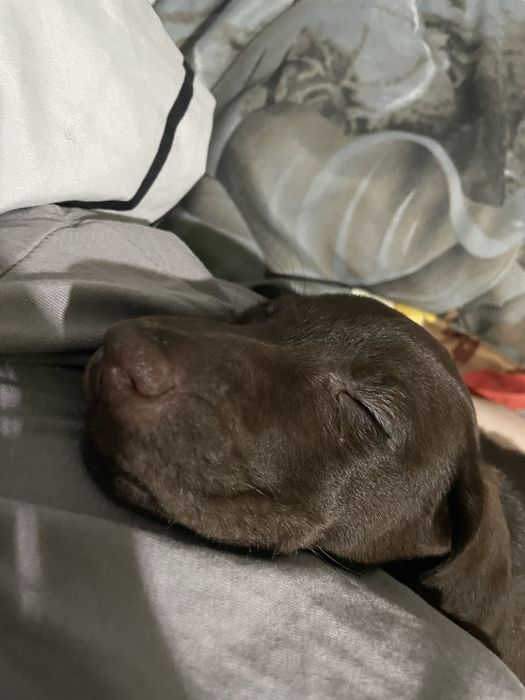 Лабрадор Ретривер