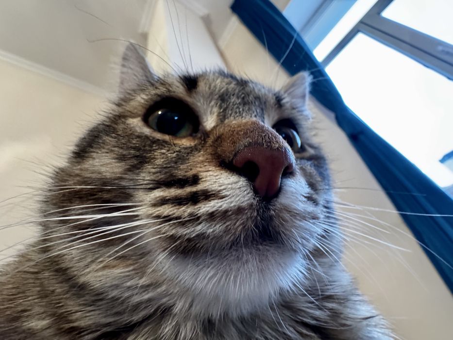 ВНИМАНИЕ!!! Отдам даром кошку