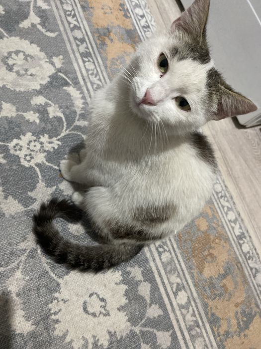 отдам котят в хорошие руки