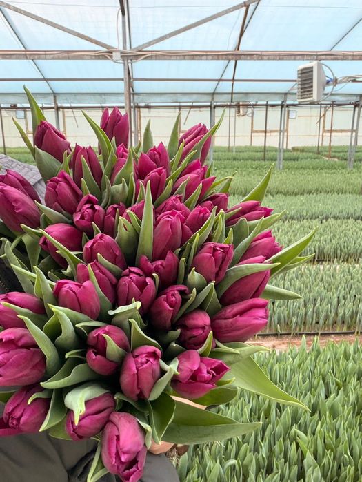 Тюльпаны оптом цветы
