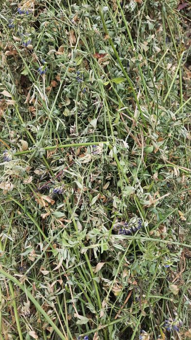 ‼️Baloti de lucerna producție 2025 ‼️