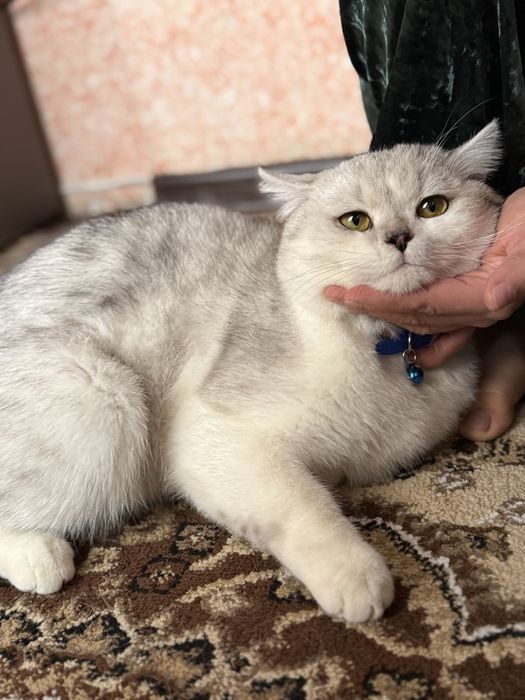 Britanskiy| Serebristiy|Shinshila  zotli mushuk Vyazkaga  Sotilmaydi