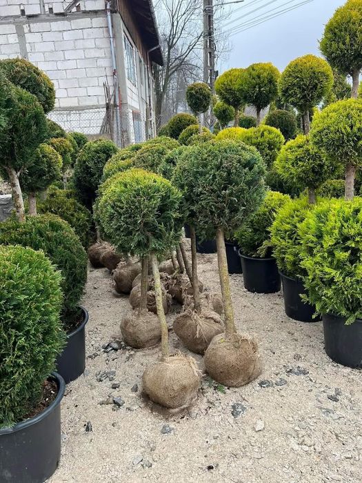 Plante naturale din pepinieră