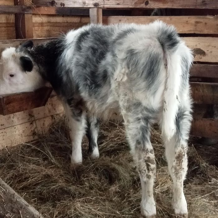 Vînd vițea de 5 luni belgiană