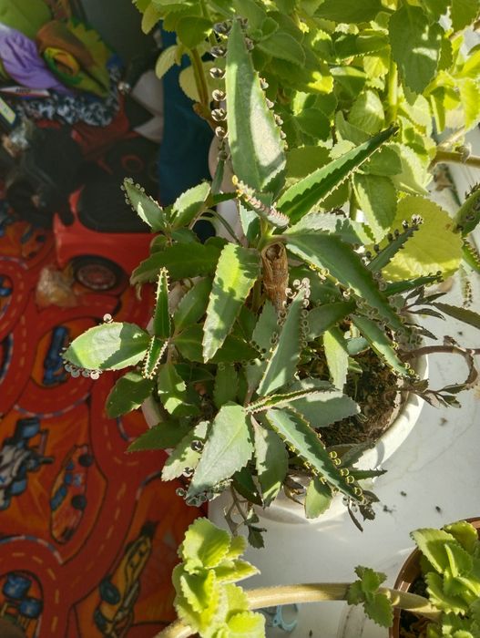 Хлорофитум, каланхоэ, мята