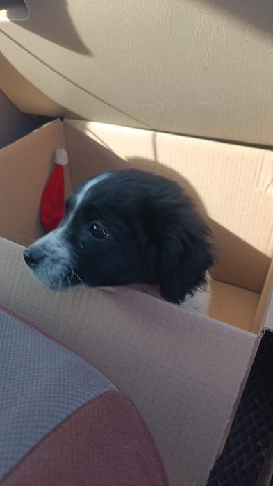 Щенок спаниеля 1 месяц