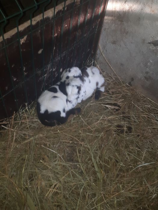 Козочка первокотка с козлятами.