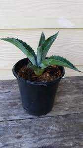 Agava mexicana uriasa