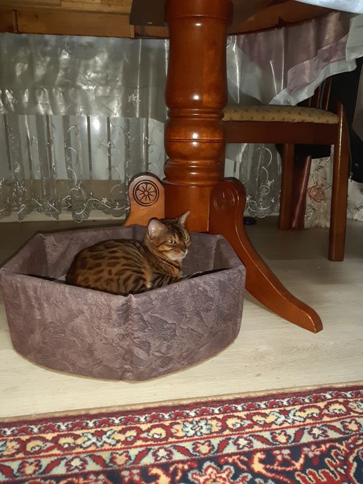 Продам или обмен на кота бенгала