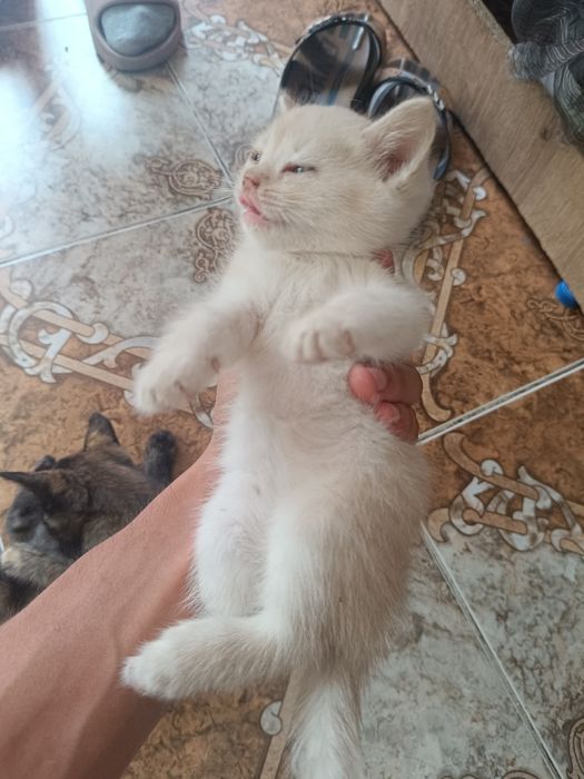 Отдам котят в хорошие руки