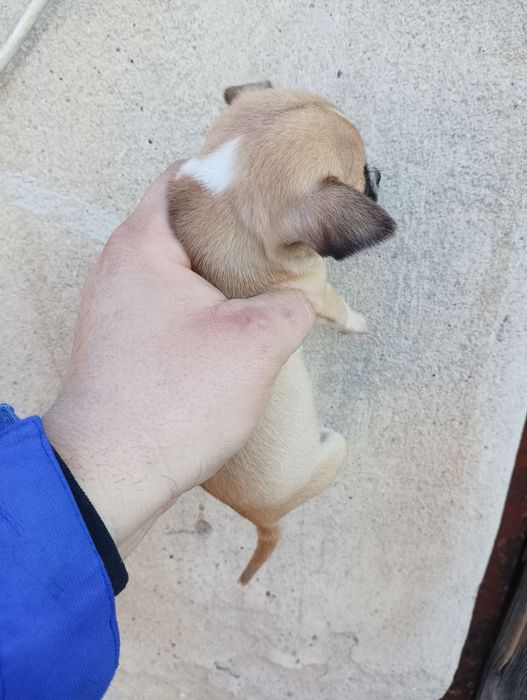 Чихуахуа бебе мъжко