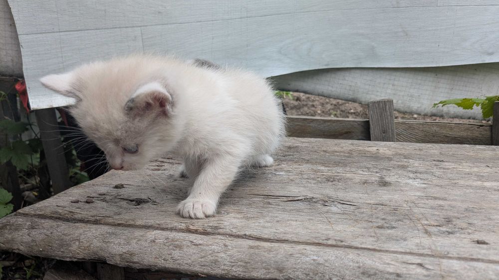 Котята редчайшей экспериментальной породы