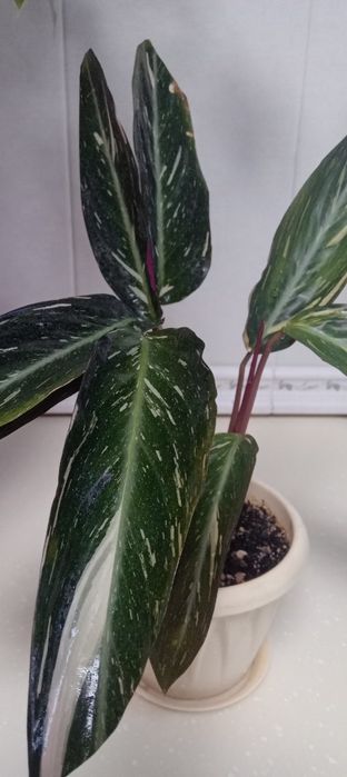 Продам цветы.разные