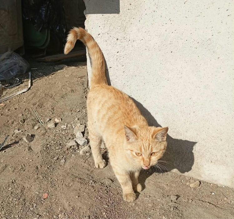 Котенок в добрые руки