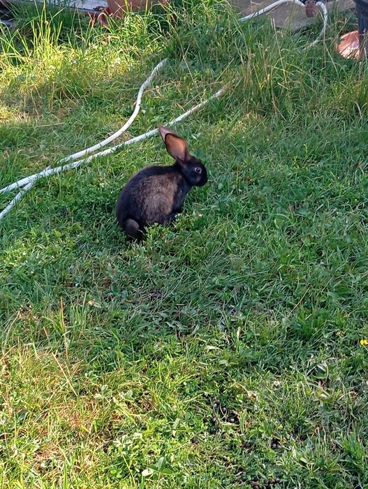Vând pui de iepure uriaș german