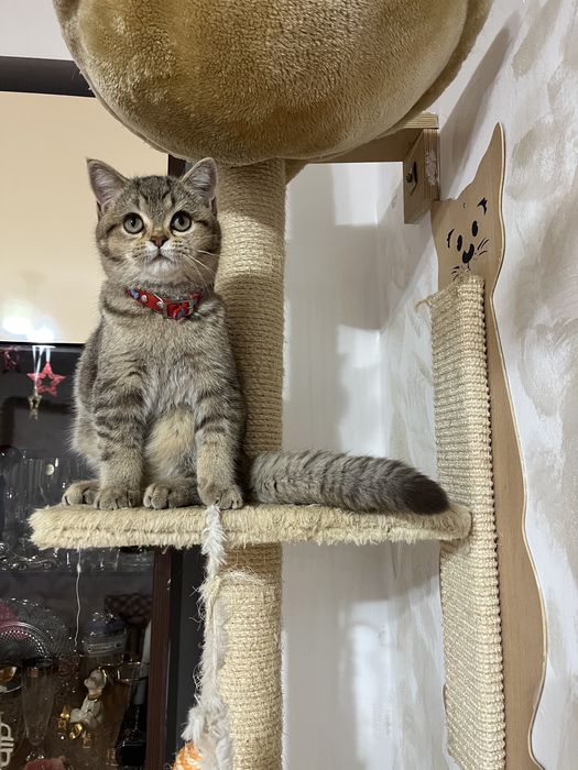 British Shorthair golden fetita 4 luni