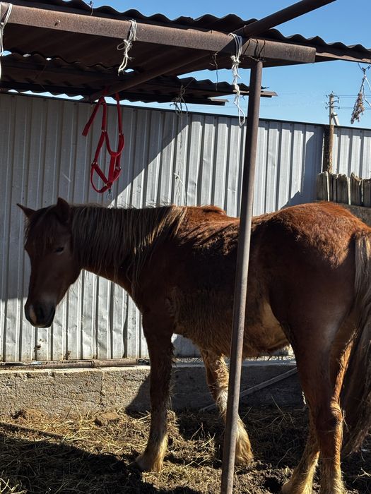 Семіз Жас бие 550 000 тг