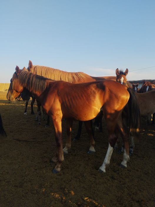 Продам 2х 1.5годавалых жеребчиков