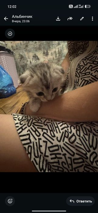 Кошечки ищут доброго хозяина