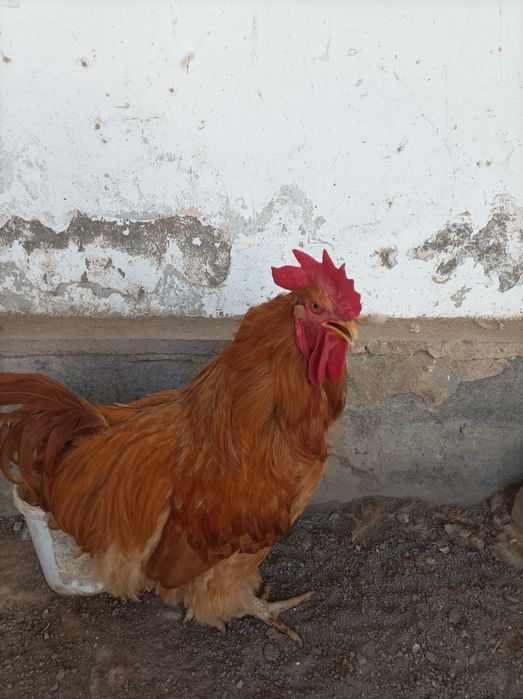 Орпингтон порода кур.Петух и курицы.Молодые,несут яйца.Мясо яичные