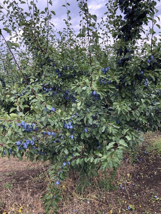 Prune Stanley dulceata, gem, tuica