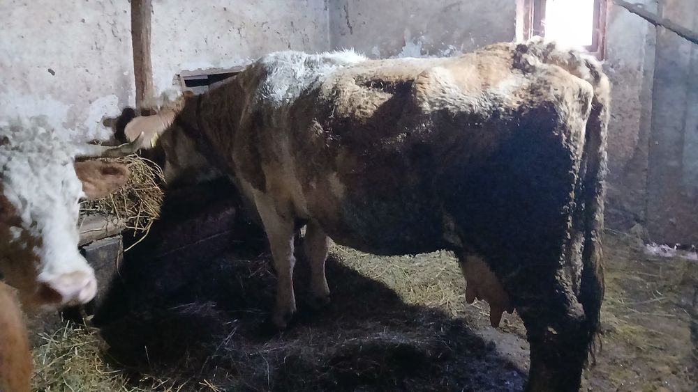 Vaca baltata  gestanta de 7 luni jumate