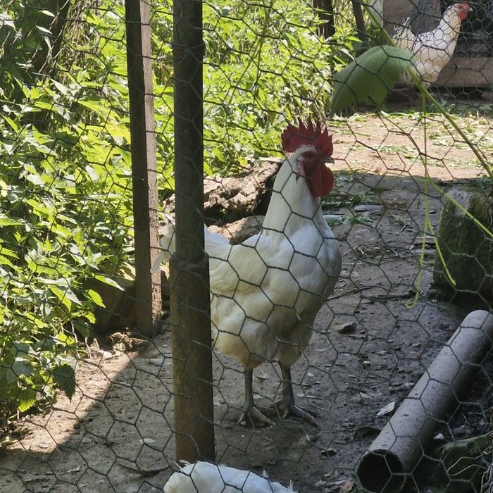 Gaini si Pui de curte/casa