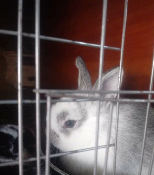 Кралята месячные прадаю