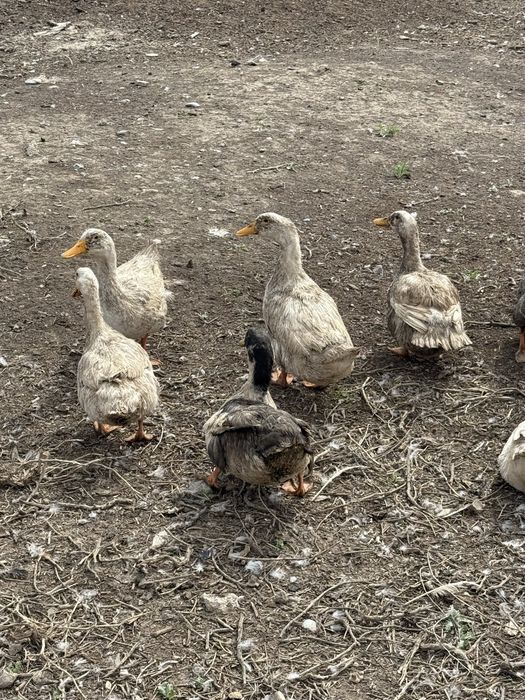 Продам утки 5000 торг есть