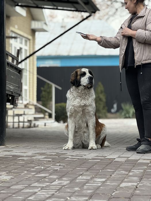 Московская сторожевая БРОНЬ