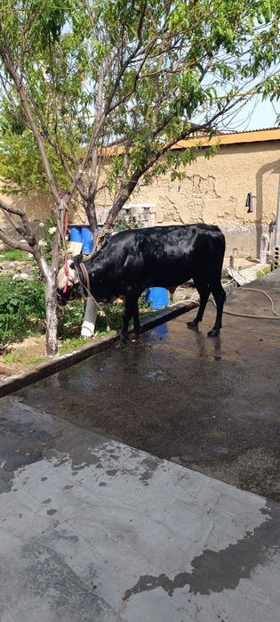 Mol sotiladi Toshkent