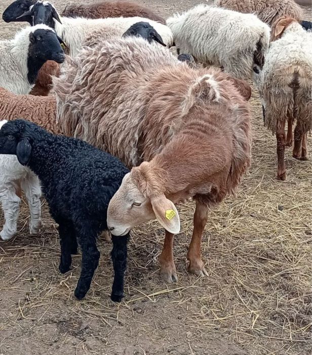 Ягнята Едильбаи 1- 3месяца