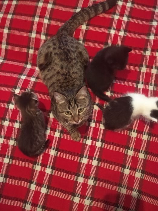 Отдаю котят порода благородная