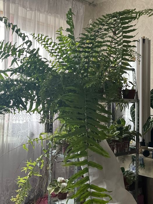 Нефролепсис бостонский. Папоротник