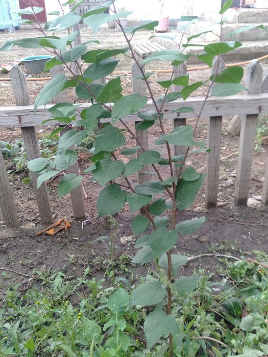 Пирамидальный тополь