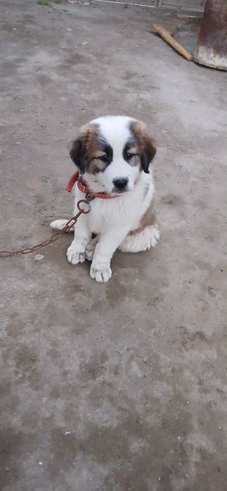 alabay zotli it sotiladi