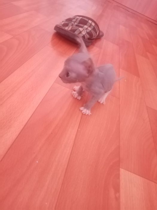Продам котенка сфинкс