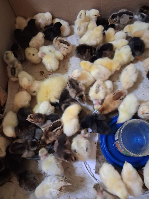 Продам домашних цыплят