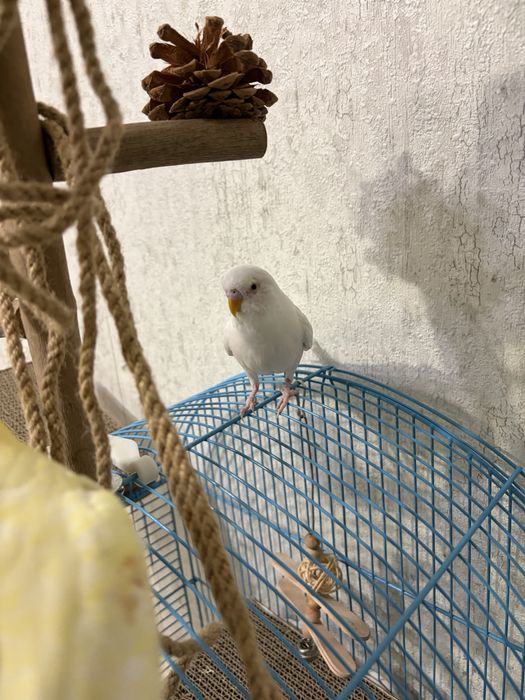 Попугаи Корелла и Волнистик