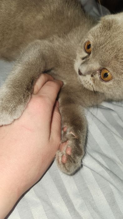 Mushuk juda ozoda oz tualetiga boradi