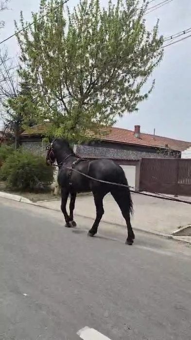 De vânzare armasar.
