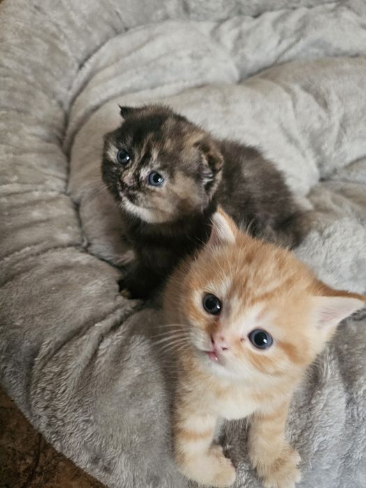 Шотландские котята