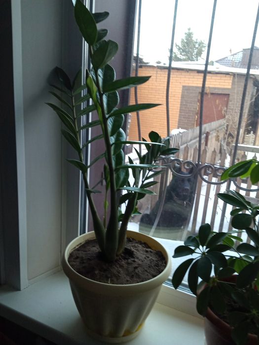 Цветок долларовое дерево